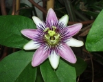 Passifloraceae - mučenkovité